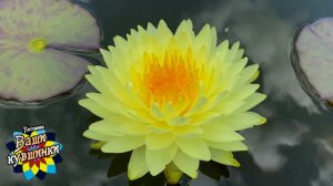 Нимфея Puttaraksa (Путтаракса) кувшинка, waterlily, водные растения, пруд