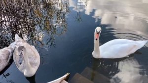 Совещание с кошкой и лебедями на берегу альпийского озера