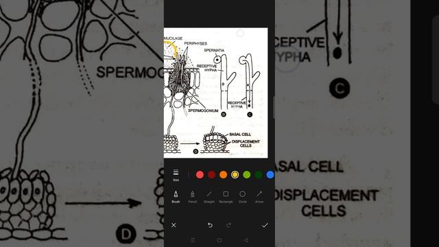 Bsc 1yeat life cycle of puccinia lecture 2