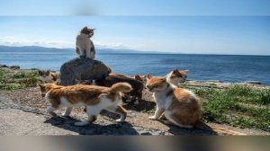 Интересные факты о кошках и собаках