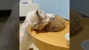 Нашли чесалку для кота