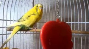 Папугай ворчит