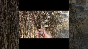 Мои дорогие ,мои любимые с вербным воскресеньем