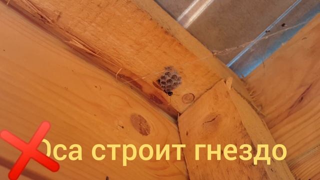 Оса строит гнездо в уличном туалете. Вынужден уничтожить, а то покусает смотреть онлайн