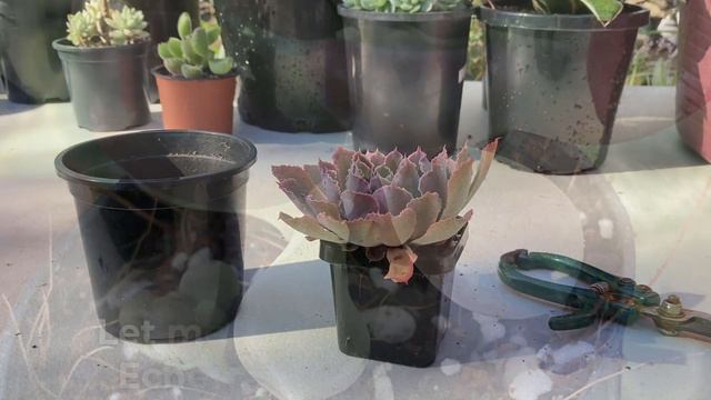 Why Succulents Die After Repotting- 6 Main Reasons смотреть онлайн