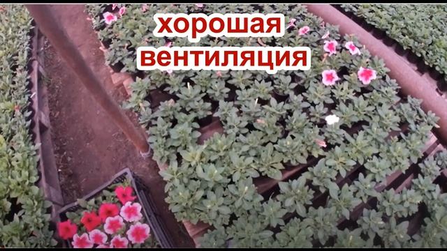 Факторы, которые влияют на цветение петунии. смотреть онлайн