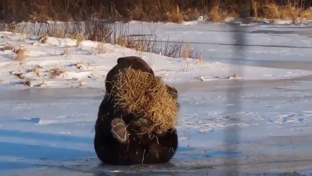 Медведь развлекается смотреть онлайн