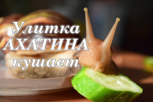 Улитка Ахатина кушает