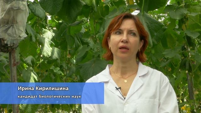 Фертика: Посадка огурцов, полезные советы от Fertika.