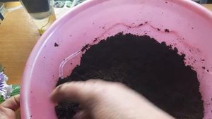 Кокосовый субстрат при выращивании стрептокарпусов на фитильном поливе.