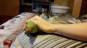 Ожереловый попугай разговаривает и ластится 2