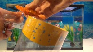 У нас в аквариуме плавают электронные рыбки!