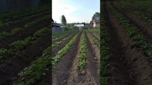 #Окучиваем картошку с помощью самодельной лебёдки.