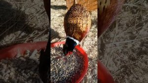 Содержание Фазана в домашних условиях