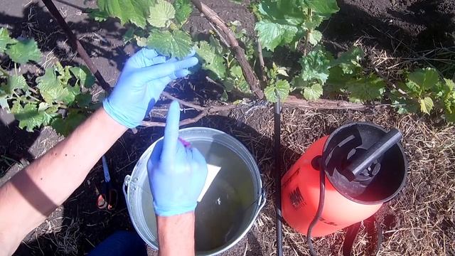 Защищаем виноградник от основных болезней: милдью, оидиум, антракноз
