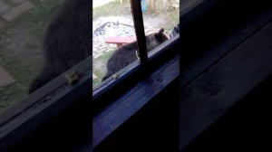 Медведь у нас на даче