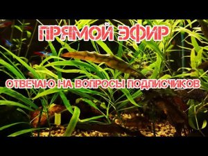 Отвечаю На Вопросы Подписчиков