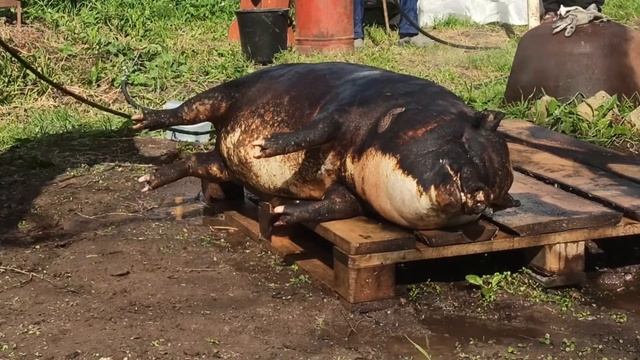 Быстрая чистка поросенка. Свиномойка.