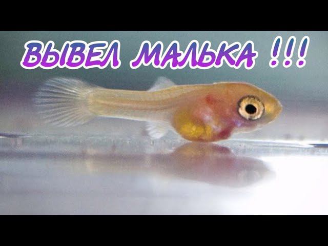 Я вывел для эксперимента малька афиосемиона гарднера !!! смотреть онлайн