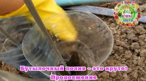 Бутылочный полив. Сделайте это. И будете весь сезон с водой