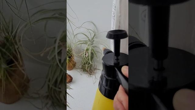 Опрыскивание тилландсий