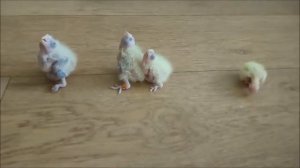 КАК РАСТУТ ПТЕНЦЫ КОРЕЛЛЫ