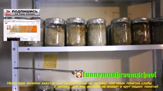 СКОЛЬКО СТОИТ жидкий МИЦЕЛИЙ купить культуры Вёшенки шиитаке гериций