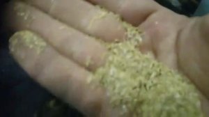 Мельница роторная ножевая WH 800 на рисовой шелухе 500 кг в час