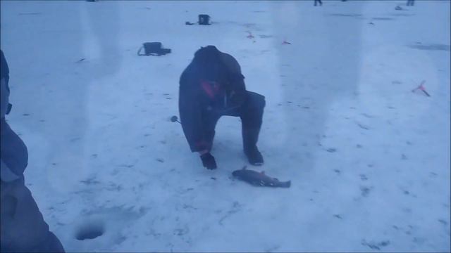 Форель выходит по темноте! Поимки на пасту и малька! Клевое место, д. Савельево смотреть онлайн