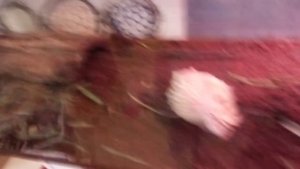 Как обустроить терариум для беременной самки ящерицы прыткой!