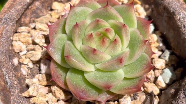 Cute echeveria malgan смотреть онлайн