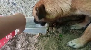 Нашли новорождённых щенков на улице!