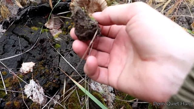 Coltricia perennis | Сухлянка двухлетняя смотреть онлайн