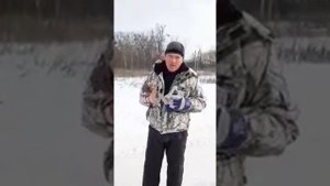 Тигры напали НА Приморский край.