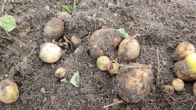 Анализ ошибок при посадке картошки смотреть онлайн