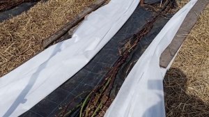 Наши работы на участке! Зимовка нашей ежевики! Омск,13.04.2023г.