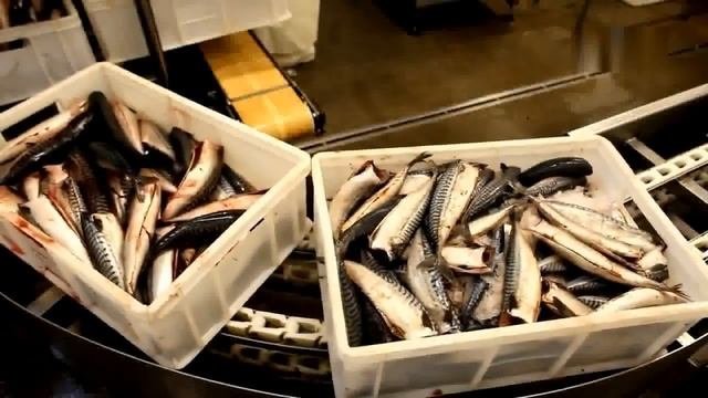 Рыбное производство Польша