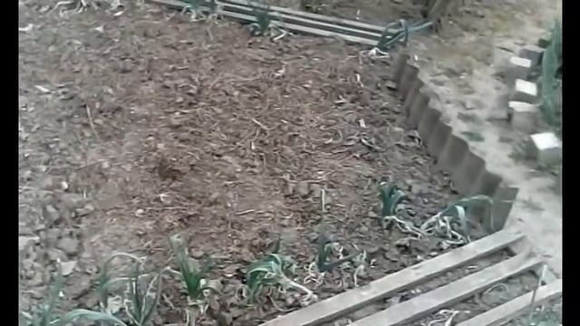 Карантинка