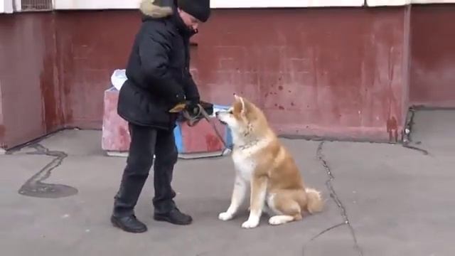 Воспитание щенка Акита ину