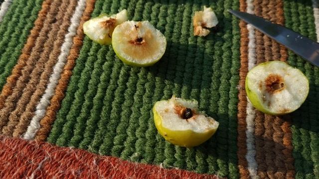 Чудо природы: не обычный дубовый лист! :) Часть 2. - A miracle of nature: not an ordinary oak leaf! смотреть онлайн