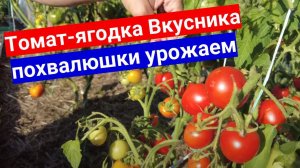 Есть чем похвастаться: урожай томата-ягодки Вкусника.