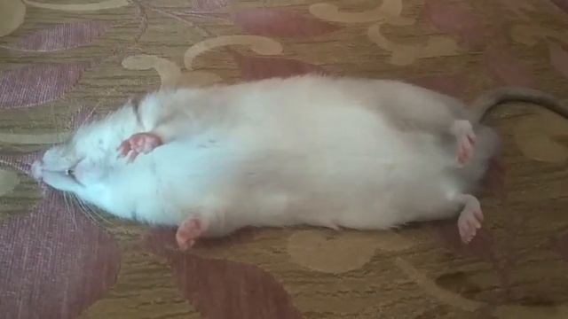How Boris the rat sleeps in the heat?/ Как КрысБорис спит в жару? смотреть онлайн