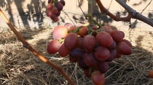 Виноград Фаэтон