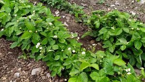 Земляника Регина и Барон Рюген из семян 2020