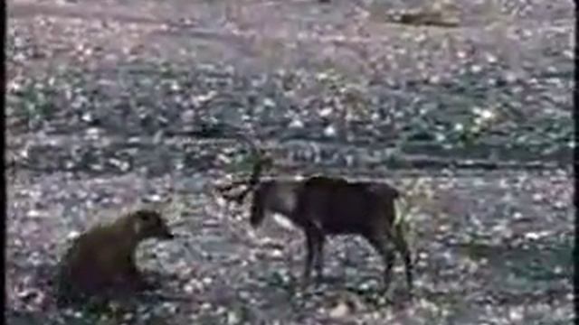 медведица и олень .схватка.avi смотреть онлайн