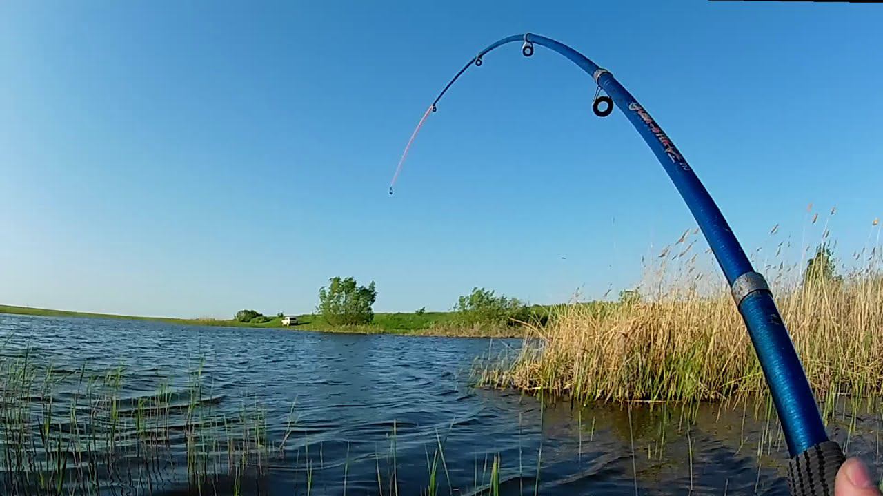 Щука монстр гнет крючки.
