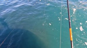?Морская рыбалка. На что я ловлю луфаря, обзор снасти. Ловля саргана на пилькера для наживки.