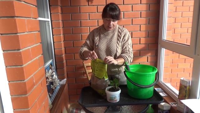 РОЗЫ, ПИОНЫ, ГОРТЕНЗИИ в коробках из магазина! Как сохранить саженцы до весны? Хранить или сажать?