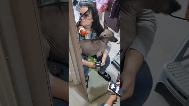 Делаю фен Даське смотреть онлайн