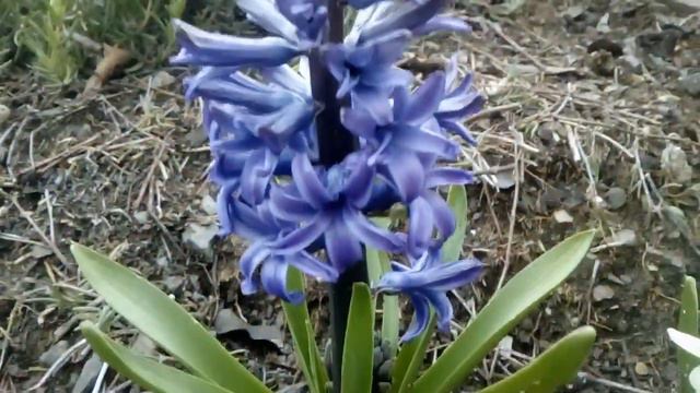 jacinto azul смотреть онлайн